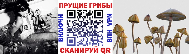 Псилоцибиновые грибы Cubensis Троицк